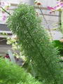 Foxtail Fern
